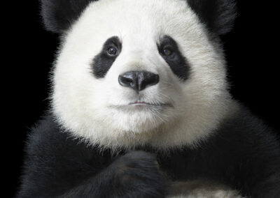 Photo: Tim Flach